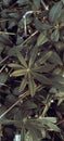 Vertical shot of broadleaf lupine leaves in a garden