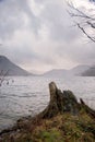 Vertical shot of a broken tree log on the coast of a lake under the cloudy sky in a gloomy day Royalty Free Stock Photo