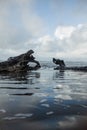 Vertical shot of broken tree pieces in a river