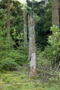 Vertical shot of broken trumps in a forest