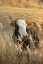 Vertical shot of a brown cow grazing in a field Royalty Free Stock Photo