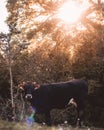 Vertical shot of a brown cow with horns standing in the field, brown autumn forest behind her. Sun high on the sky glaring through Royalty Free Stock Photo