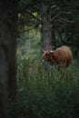 Vertical shot of a brown cow standing in a green lush field Royalty Free Stock Photo
