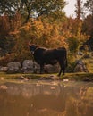 Vertical shot of a brown cow standing near the water surrounded by rocks and grass. Rocky mountain area of croatia, hidden pasture Royalty Free Stock Photo