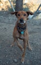 Vertical shot of a brown dog with a collar in the dog shelter