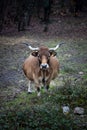 Vertical shot of a brown domestic cow with tags on its ears on a farm Royalty Free Stock Photo