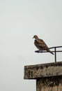 Vertical shot of a brown dove perched on a metal pole in Deyang, China