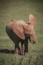 Vertical shot of a brown elephant walking in the green field