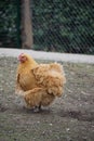 Vertical shot of a brown hen on the farm Royalty Free Stock Photo