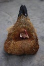 Vertical shot of a brown hen sitting on the ground in the daylight Royalty Free Stock Photo