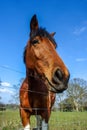 Vertical shot of a brown horse behind a fence in a sunny field Royalty Free Stock Photo