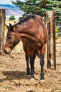 Vertical shot of a brown horse in a rural landscape Royalty Free Stock Photo