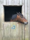 Vertical shot of brown horse's head looking out of the stall Royalty Free Stock Photo