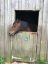 Vertical shot of brown horse's head looking out of the stall Royalty Free Stock Photo