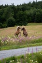 Vertical shot of brown horses playing in the beautiful green field Royalty Free Stock Photo