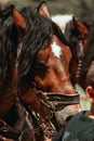 Vertical shot of brown pureblood horses in a zoo