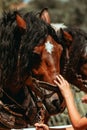 Vertical shot of brown pureblood horses in a zoo Royalty Free Stock Photo