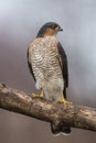 Vertical shot of a brown sparrowhawk bird perched on a tree branch Royalty Free Stock Photo