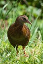 Vertical shot of a brown weka bird perched on a grassy field