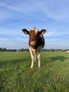 Vertical shot of a brown and white cow in the field with other cows and skyline in the background Royalty Free Stock Photo