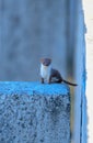 Vertical shot of a brown white weasel on a stone ledge