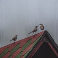 Vertical shot of brown woodpecker birds perched on a roof on a rainy day