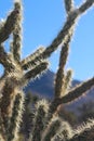 Vertical shot of Buckhorn cholla (Cylindropuntia acanthocarpa) in a desert