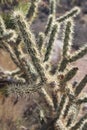 Vertical shot of Buckhorn cholla (Cylindropuntia acanthocarpa) in a desert