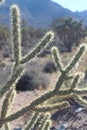 Vertical shot of Buckhorn cholla (Cylindropuntia acanthocarpa) in a desert