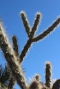 Vertical shot of Buckhorn cholla (Cylindropuntia acanthocarpa) in a desert