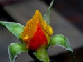 Vertical shot of the bud of the yellow rose with waterdrops on it in the garden Royalty Free Stock Photo