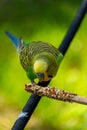 Vertical shot of a budgerigar parakeet (Melopsittacus undulatus) eating seeds standing on a wire Royalty Free Stock Photo