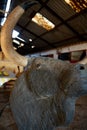 Vertical shot of a bull& x27;s head of a training cart for bullfighters Royalty Free Stock Photo