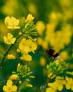 Vertical shot of a bumblebee on a beautiful rapeseed