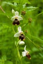 Vertical shot of bumblebee orchid flower with a blurred natural background Royalty Free Stock Photo