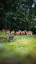 Vertical shot of bunch of Bamby-alike deers in zoo and safari park located in Czech Republic