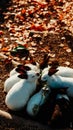 Vertical shot of a bunch of rabbits in a forest in autumn Royalty Free Stock Photo