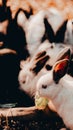 Vertical shot of a bunch of rabbits in a forest in autumn Royalty Free Stock Photo