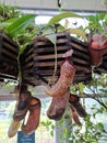 Vertical shot of a bunch of tropical pitcher plants (Nepenthes) hanging from a pot