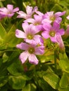 Vertical shot of a bunch of violet Wood-sorrel Oxalis flowers in a garden