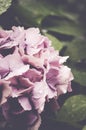 Vertical shot of bunches of beautiful pink Hydrangea flowers blooming at a garden