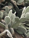 Vertical shot of a bunny ears cactus - Opuntia microdasys Royalty Free Stock Photo