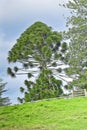 Vertical shot of a bunya pine tree during daylight Royalty Free Stock Photo
