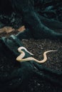 Vertical shot of Burmese python albino on tree logs in the forest & x28;Python bivittatus& x29; Royalty Free Stock Photo