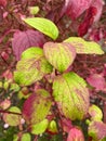 Vertical shot of a bush of Common dogwood with half red leaves in autumn