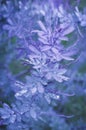 Vertical shot of a bush of violet leaves with drops and rain dew Royalty Free Stock Photo