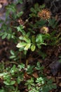 Vertical shot of buzzy burr (Acaena magellanica) growing in the forest