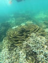 Vertical shot of cabbage corals (Sinularia dura) under the sea at Fitzroy island in north Queensland