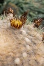 Vertical shot of cacti growing in a field with a blurry background Royalty Free Stock Photo
