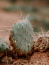 Vertical shot of a cactus growing on a ground Royalty Free Stock Photo